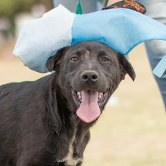 Mortimer - Adoptá un camperito - No compres perritos