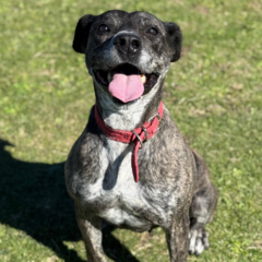Rihana - Adoptá un camperito - No compres perritos