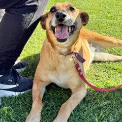 Sammy - comprar online