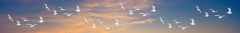 Banner da categoria Pet