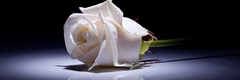 Banner de la categoría Condolencias 
