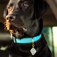Coleira Scooby Doo SD com TAG ID Ajustável para Cães FreeFaro na internet