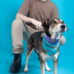 Bandana Scooby Doo para Cães e Gatos Freefaro na internet
