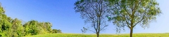 Banner de la categoría Arboles