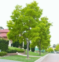 Árbol Acacia Frisia con follaje verde brillante, ideal para jardines y exteriores.