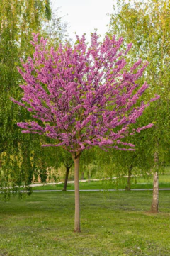 Árbol de Judas (Cercis siliquastrum) con flores rosas en un entorno natural.