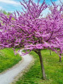 Árbol de Judas (Cercis siliquastrum) en plena floración, con ramas cubiertas de flores rosas y un sendero de tierra a su lado.