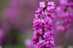 Ramas del Árbol de Judas (Cercis siliquastrum) con flores rosas vibrantes en plena floración