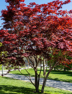 Árbol Acer palmatum 'Atropurpureum' con hojas rojas brillantes en un jardín.