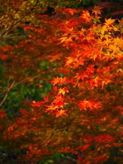 Ramas de Acer palmatum 'Atropurpureum' con hojas en tonos rojos y naranjas brillantes, ideales para embellecer jardines.