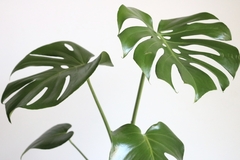 Detalles de las hojas de Monstera deliciosa, planta tropical