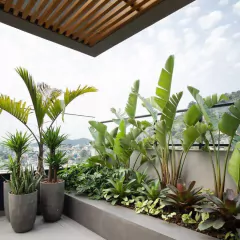 balcón con plantas en macetas decorativas

