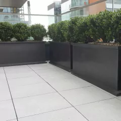 Cercos verdes de rápido crecimiento
