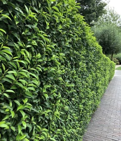 Seto de Ligustrum verde, ideal para jardines y cerco, mostrando hojas brillantes y saludables.