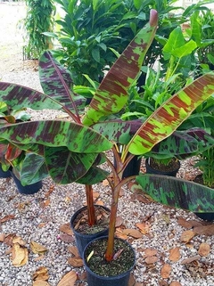 Árbol de banano con hojas grandes y coloridas, en macetas sobre un fondo de piedras y otras plantas verdes.