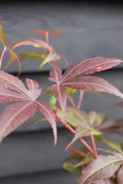 Acer palmatum ‘Atropurpurea’ – Arce japonés rojo


