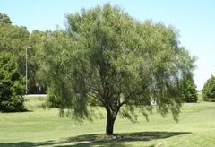 aguaribay árbol precio