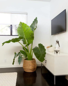 Planta Oreja de Elefante (Alocasia macrorrhiza) en una maceta de mimbre, ubicada en una sala moderna con un televisor y una pequeña decoración.