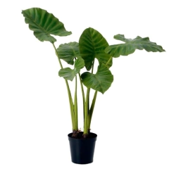 plantas de hojas grandes