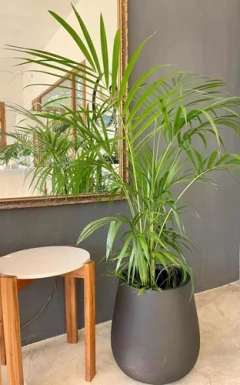 plantas de interior para espacios luminosos

