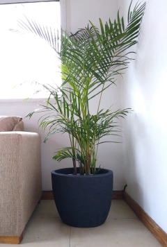 palmera de interior oficina