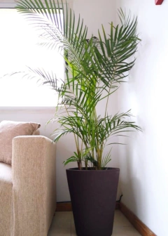 palmeras elegantes