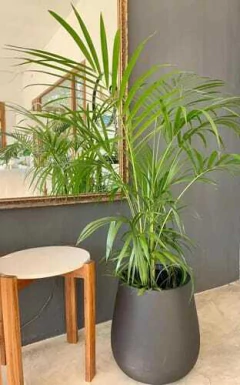 Palmera Areca en maceta negra, decorando un ambiente interior con un espejo al fondo.