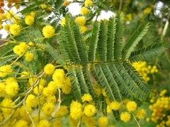 Acacia dealbata,