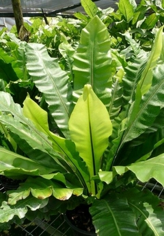 Planta Asplenium con hojas verdes onduladas