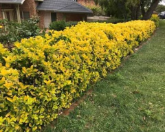 Donde comprar euonymus aureo evonimo dorado para cerco vivo en Buenos Aires