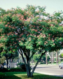 Árbol Albizia julibrissin en flor con copa liviana y elegante