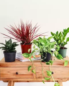 Búsqueda de plantas raras y únicas adaptadas a tus necesidades y gustos.
