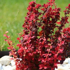 Berberis thunbergii atropurpurea 