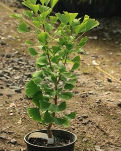 Planta de ginkgo biloba en maceta, con hojas verdes brillantes, ubicada en un terreno de grava.