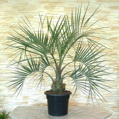 butia capitata precio