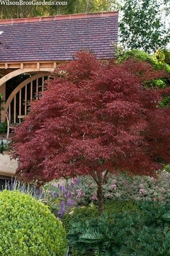Acer palmatum 'Red Pygmy' con follaje rojo en jardín pequeño