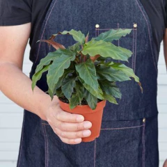 Persona sosteniendo una planta Calathea en maceta de plástico marrón, con hojas verdes decorativas y tropicales