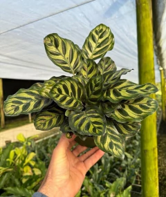 calathea makoyana