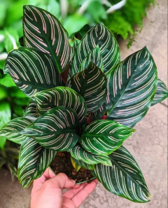 calathea ornatta