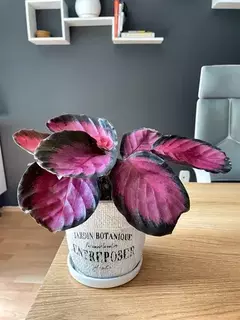 Planta Calathea con hojas decorativas en tonos rosa y verde oscuro en maceta blanca sobre mesa de madera