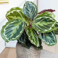Calathea Roseopicta