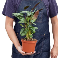 Persona con delantal azul sosteniendo una planta Calathea con hojas decorativas verdes y marrones en maceta de plástico marrón