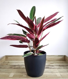 Calathea stromanthe