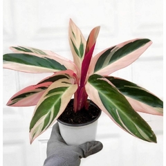 calathea tricolor