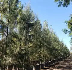 Dónde comprar árbol casuarina de gran porte en Argentina