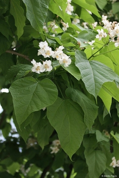 Catalpa bignonioides con flor blanca en jardín