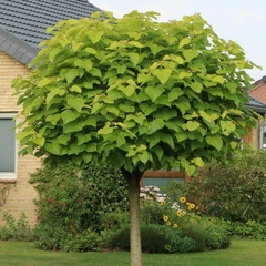 Árbol catalpa de gran porte con sombra amplia
