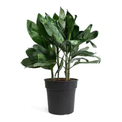 chamaedorea metalica precio