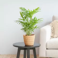 Palmera de salón para interiores modernos.
