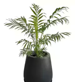 Chamaedorea Elegans en maceta decorativa.